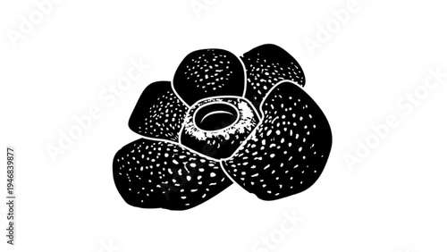 Rare Rafflesia Arnoldii Corpse Flower Silhouette Illustration