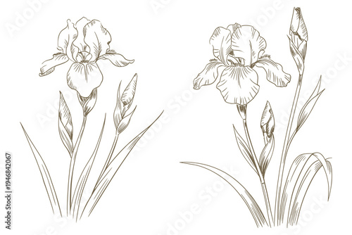 Iris flowers and buds hand-drawn sketch botanical illustration