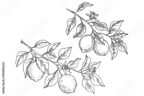 Lemon Branch with Fruit and Flowers Detailed Outline Drawing