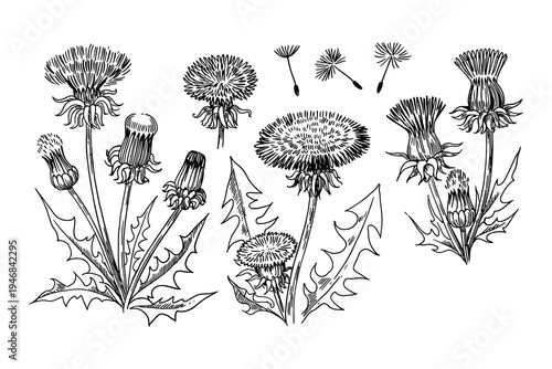 Dandelion Flower Stages Sketch Illustration Isolated on White Background