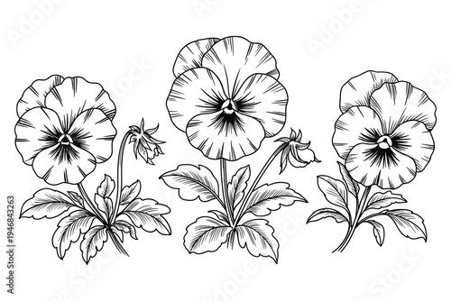 Pansy Flowers Botanical Illustration Line Art Drawing Isolated on White