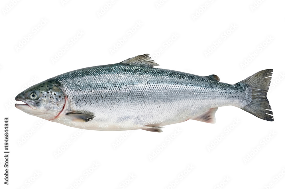 Obraz premium Fresh salmon fish whole raw seafood isolated on transparent background