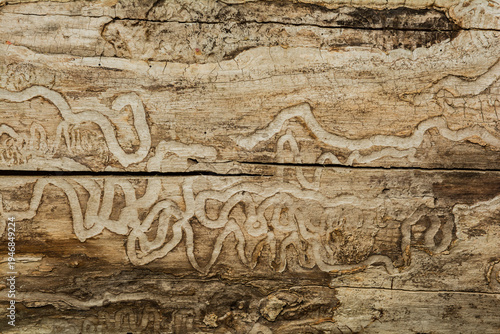 Tree Damage from the Emerald Ash Boring Beetle
