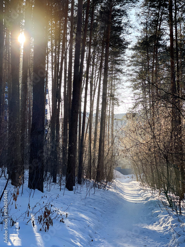 Sunlit Winter Forest Path with Snow