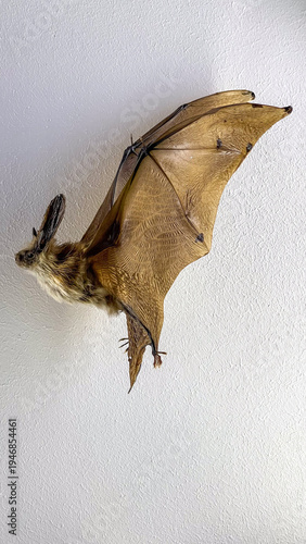 Taxidermied Bat Specimen