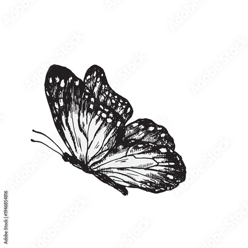 A butterfly in flight, side view. Black ink illustration in an engraving style. Vector element for spring and summer design and decoration.