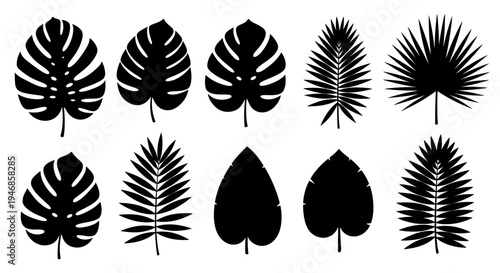 Set of various tropical palm leaf silhouettes, exotic nature elements, isolated white background.