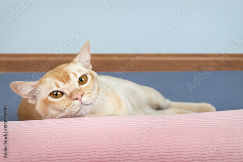 Burmese cat lying behind rolled yoga mat