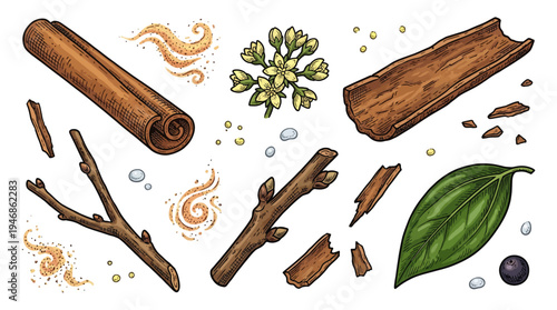 Colored vintage engraving style set of cinnamon sticks, flowers, green leaves and branches isolated on white background.