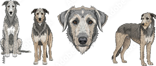 Scottish Deerhound dog sitting standing headshot portrait pose set