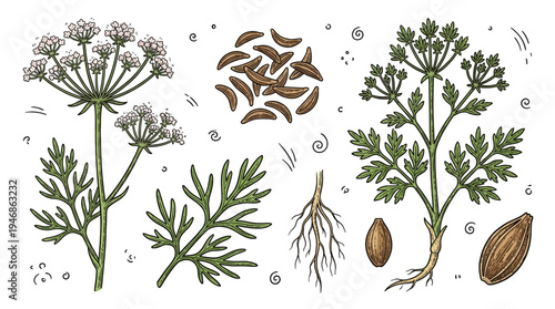 Detailed botanical illustration of parsley showing flowers, leaves, seeds, and roots from a side-by-side perspective