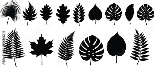 Black silhouette collection of different tree and plant leaves, maple oak monstera and fern foliage set isolated on a white background, vector.