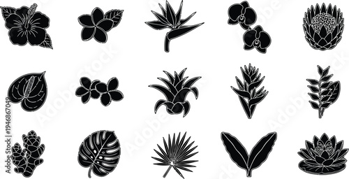 Black and white tropical leaf leaves plants