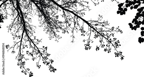 Black silhouette of tree branches with small leaves and buds against a white background, detailed nature view looking up at the canopy.