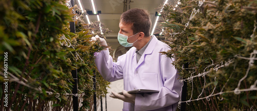Researchers are studying the growth of cannabis leaves in cannabis plant nurseries.	
