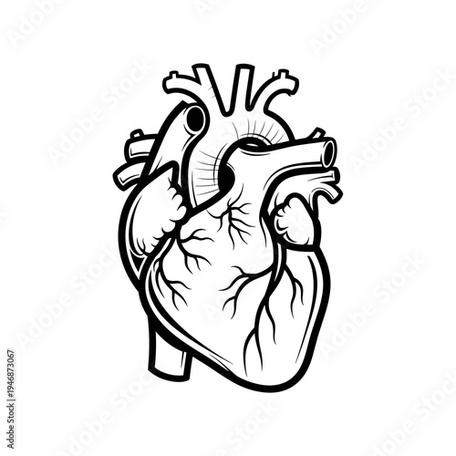 Anatomical Heart Illustration Showing Cardiovascular System Health and Medical Fitness, Disease Awareness Advocacy and Healthcare, Biology & Science Study in a Bold Line Art Style for Doctors