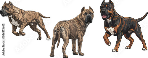 Dogo Canario dog looking back running energetic standing pose set