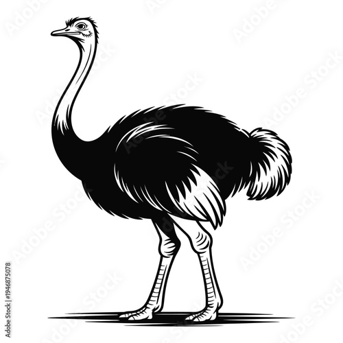 ostrich vector illustration