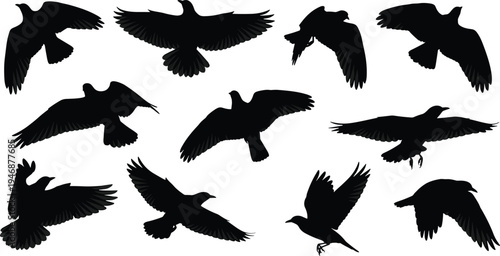 Collection of black bird silhouettes flying in various positions, set of isolated avian figures for nature design, wildlife graphics on white background, vector.