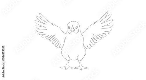 Outline of a bird with wings spread wide, isolated on white background