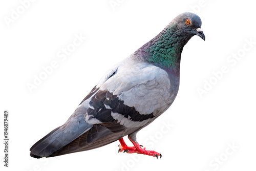 Side view of common pigeon standing isolated on transparent background. Detailed grey feathers with iridescent neck plumage and bright orange eye. High quality studio shot for nature design. PNG