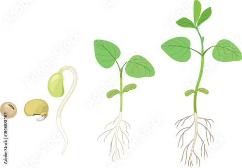 Stages of soybean germination and growth: from bean grain and root to the first true leaf