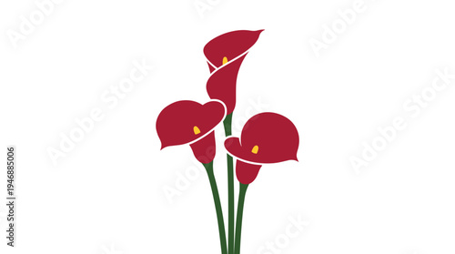 Three deep red calla lilies flower on green stems illustration