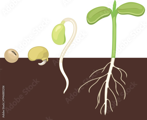 Stages of soybean (Glycine max) development: seed, sprouted seed with radicle, hypocotyl emergence, closed and open cotyledons