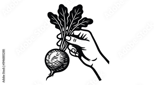 Human hand holding fresh radish vegetable with green leaves woodcut