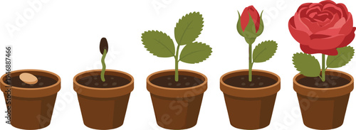 Sequence of plant growth from a seed sprouting in a pot to a blooming red rose flower showing different stages