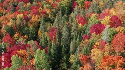 Circling grove of evergreens in mixed species autumn forest. Brilliant colours. 4K.