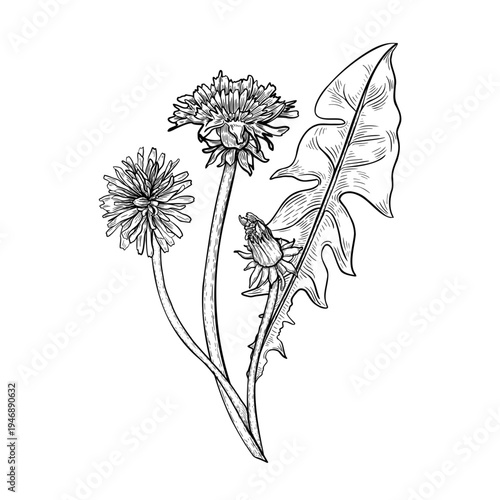 Taraxacum herb plant outline vector illustration. Botanical graphic drawing of a dandelion flower leaf and bud. Herbaceous wildflower black white for natural and spring design. Apothecary bloom.