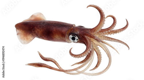 Squid with tentacles spread out on transparent background