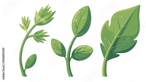 Different kinds of leaf set.