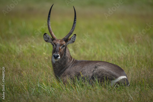 Fényképezés Male common waterbuck lies turning toward camera