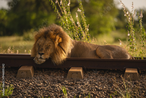 Fotografija Male lion lies dozing on railway track