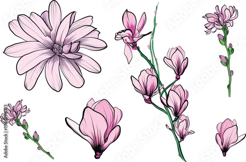 Set of magnolia flowers and flowering branches in soft botanical style vector