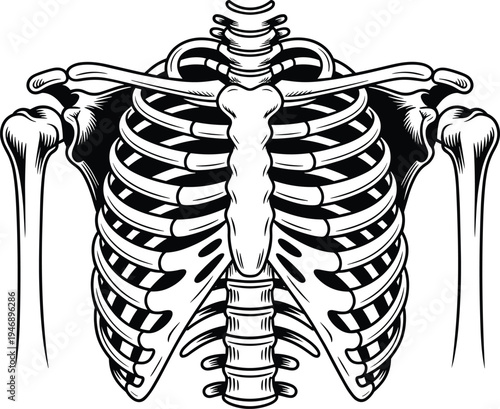 Detailed black and white illustration of human rib cage and upper skeleton, anatomical drawing symbolizing bones, thoracic structure, and medical education