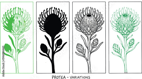 Protea flower illustration variations, botanical line art and silhouette set, hand drawn floral engraving styles, nature plant vector collection