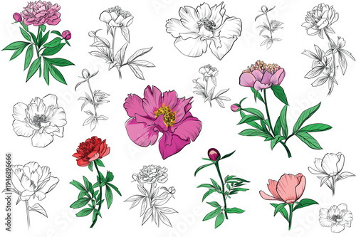 Collection of peony flowers with sketch studies and colored botanical elements vector