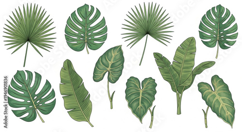 Exotic tropical leaves collection featuring various botanical illustrations perfect for jungle-themed designs and summer decorations