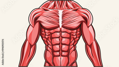 Anatomical vector illustrations of chest, abdominal and arm muscles for fitness and health.