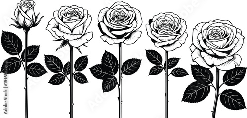 Rose flower line art collection featuring growth stages from rosebud to full bloom, elegant floral vector sketches for wedding, tattoo.
