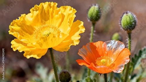 Vibrant poppy flowers in bloom