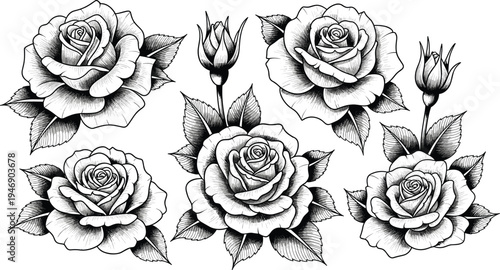 Fotografía Vintage rose line art collection featuring detailed blooming flowers, rosebuds, leaves, elegant floral vector sketch set for tattoos, wedding decoration