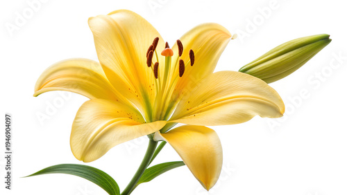 A beautiful macro closeup of a blooming yellow lily flower with vibrant orange petals isolated on a white background captures the natural floral beauty of this spring garden plant