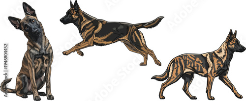 Dutch Shepherd dog running walking sitting curious head tilt pose set