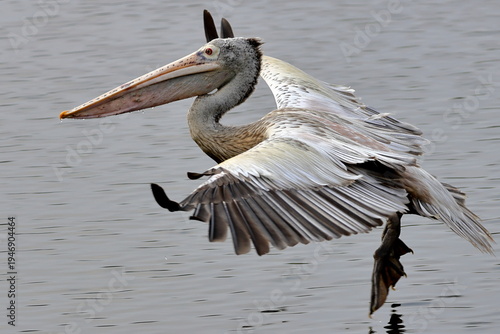 pelican in flight