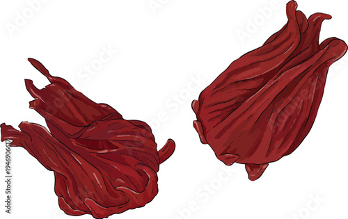 vector of dried hibiscus