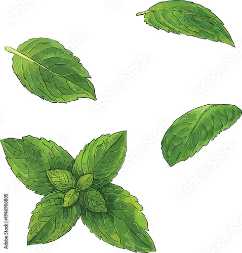 set of mint leaves